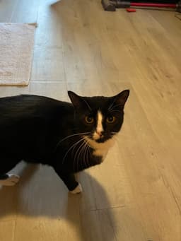 Sylvester image 2