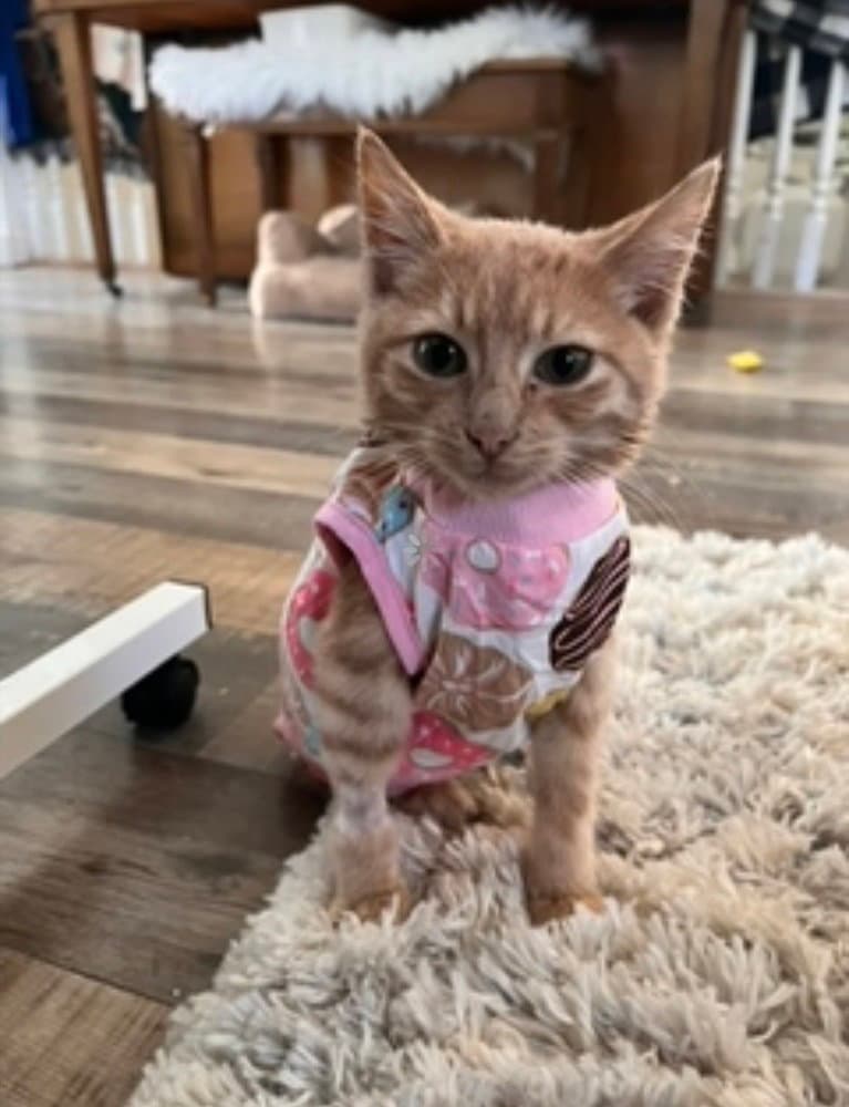 Remy Bz - Domestic Short Hair