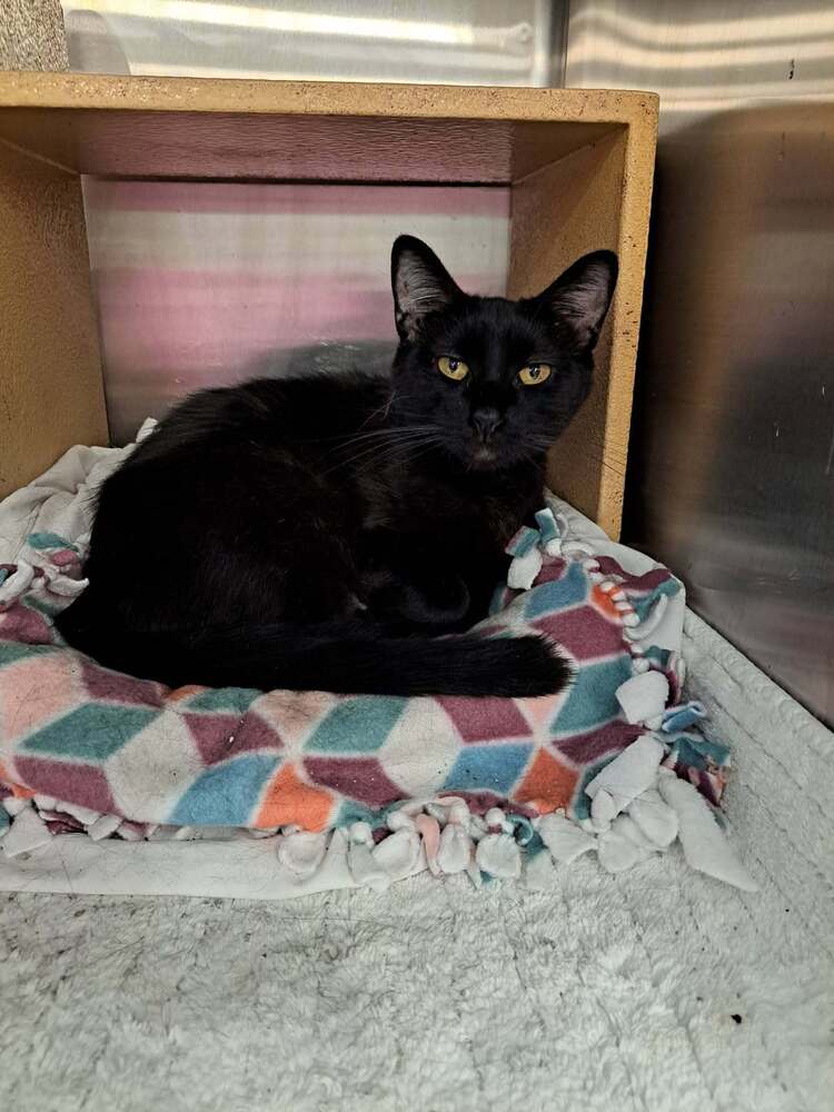 Midnight Moon - Domestic Short Hair