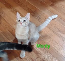 Monty image 1