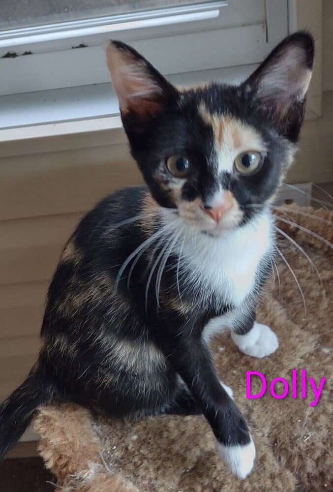 Dolly - Domestic Short Hair