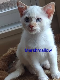 Marshmallow image 1