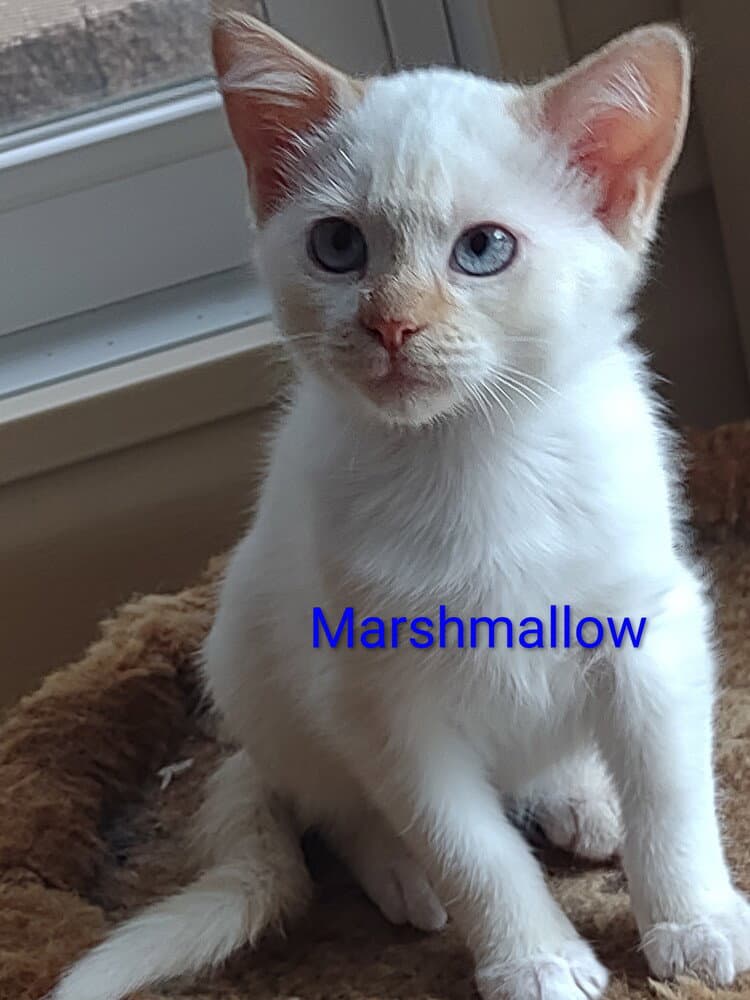 Marshmallow