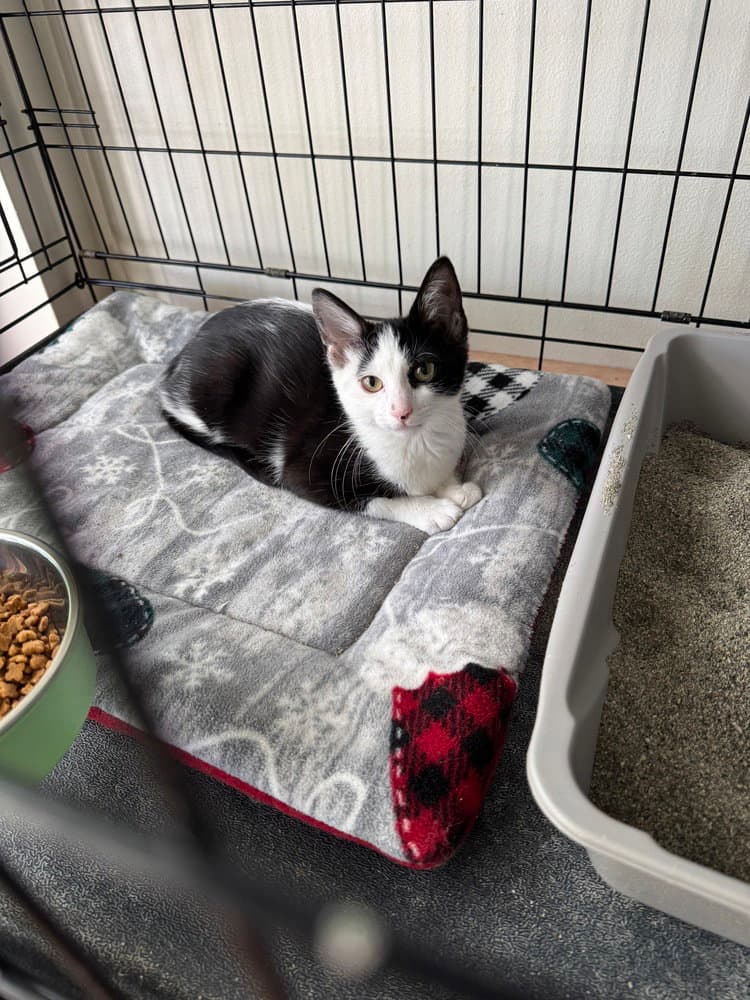 Possum - Domestic Short Hair