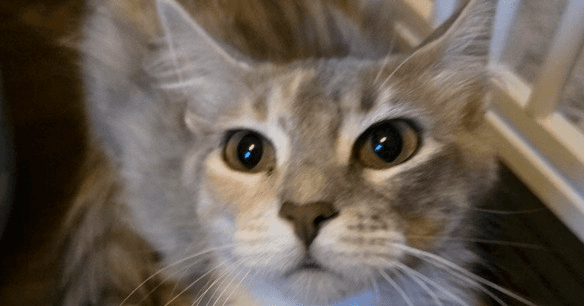Diana - Domestic Long Hair