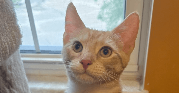 Benedict - Domestic Medium Hair