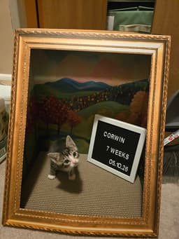 Corwin image 2