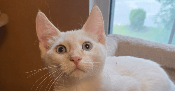 Bleys - Domestic Medium Hair