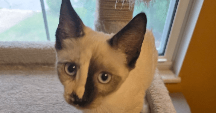 Fiona - Domestic Medium Hair