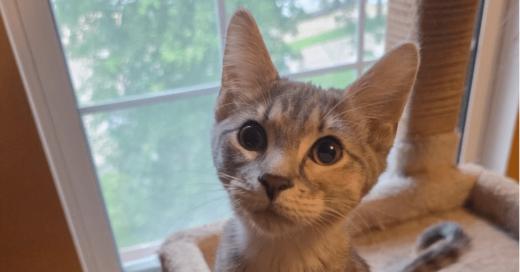 Flora - Domestic Medium Hair