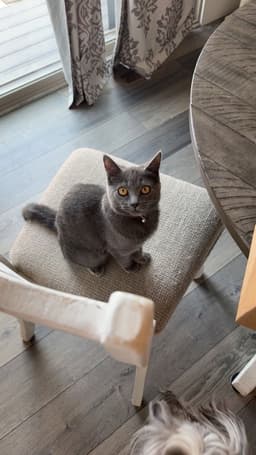 Mabel image 1