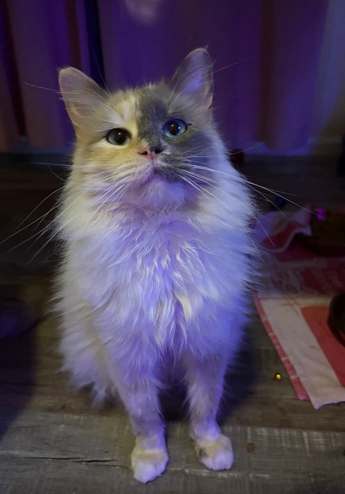 Iris - Siamese