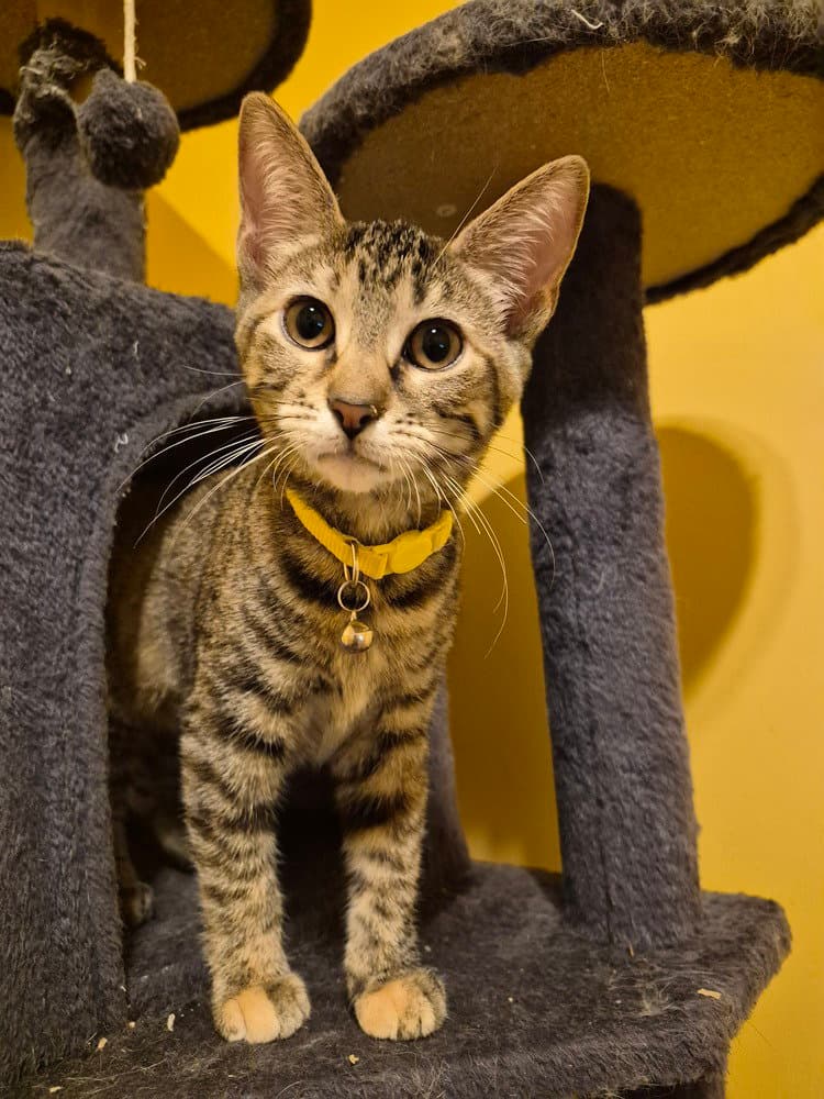 Pule - Domestic Short Hair