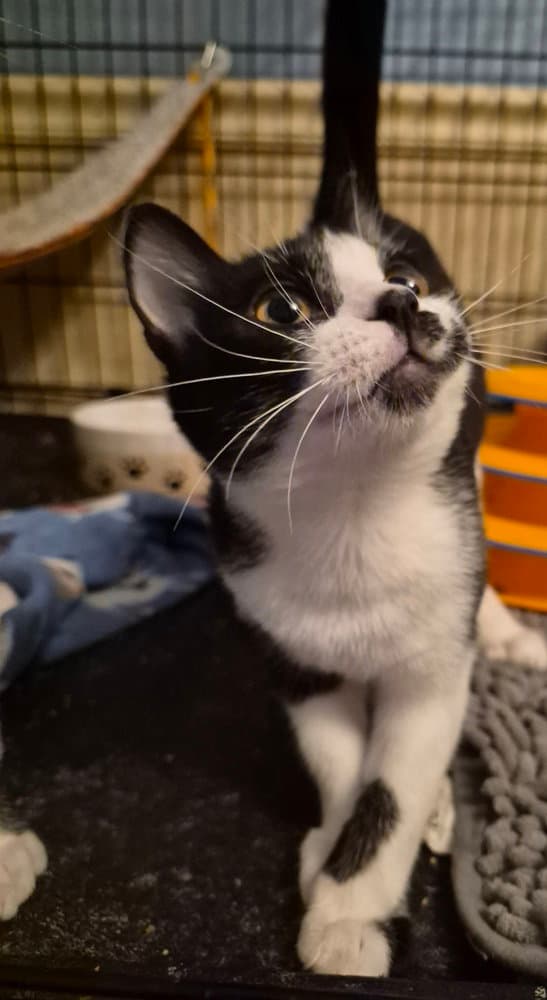 Dr Mel - Domestic Short Hair