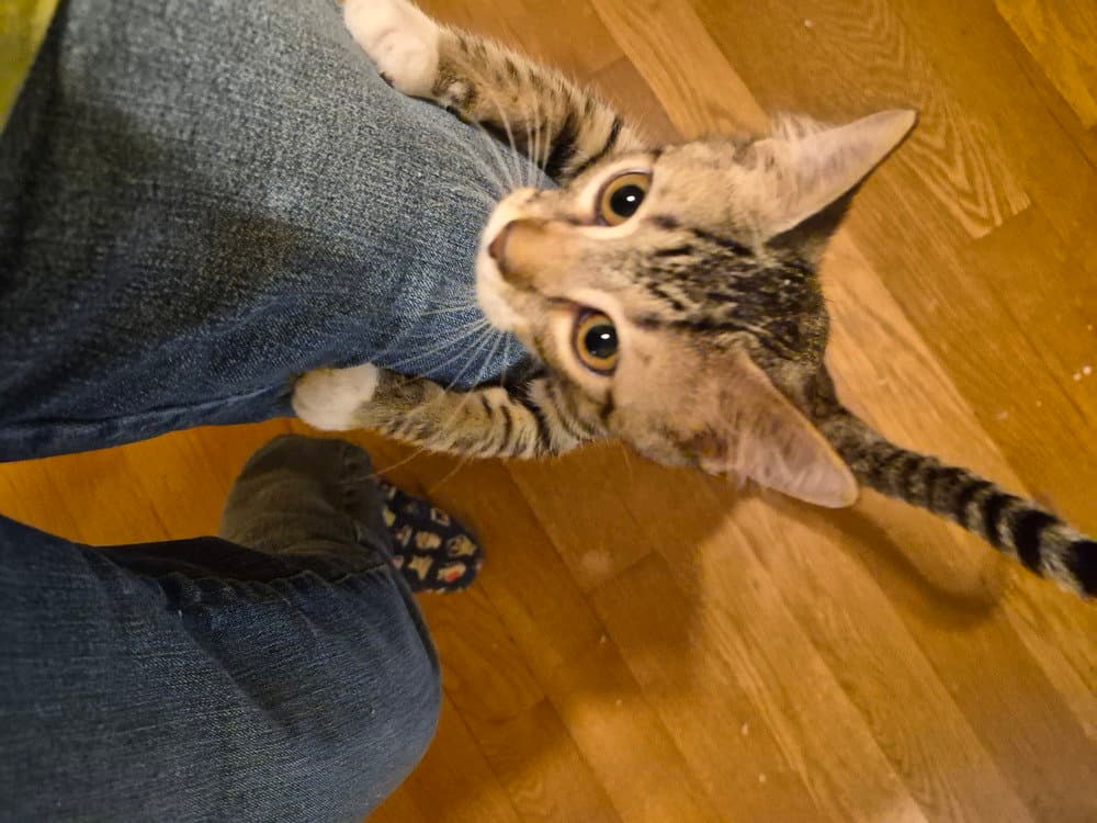 Burrata - Domestic Short Hair