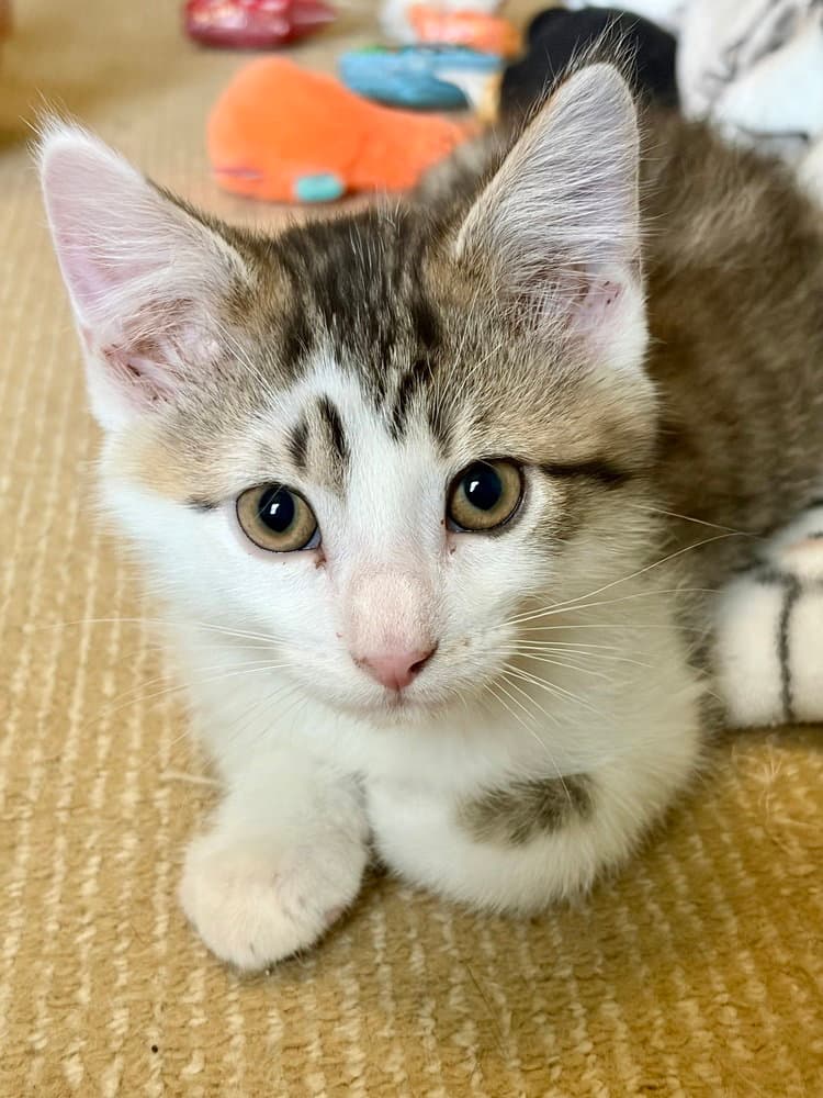 Peter Pan - Domestic Short Hair