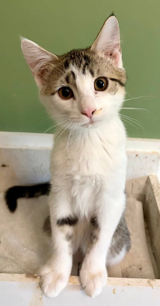 Peter Pan - Domestic Short Hair