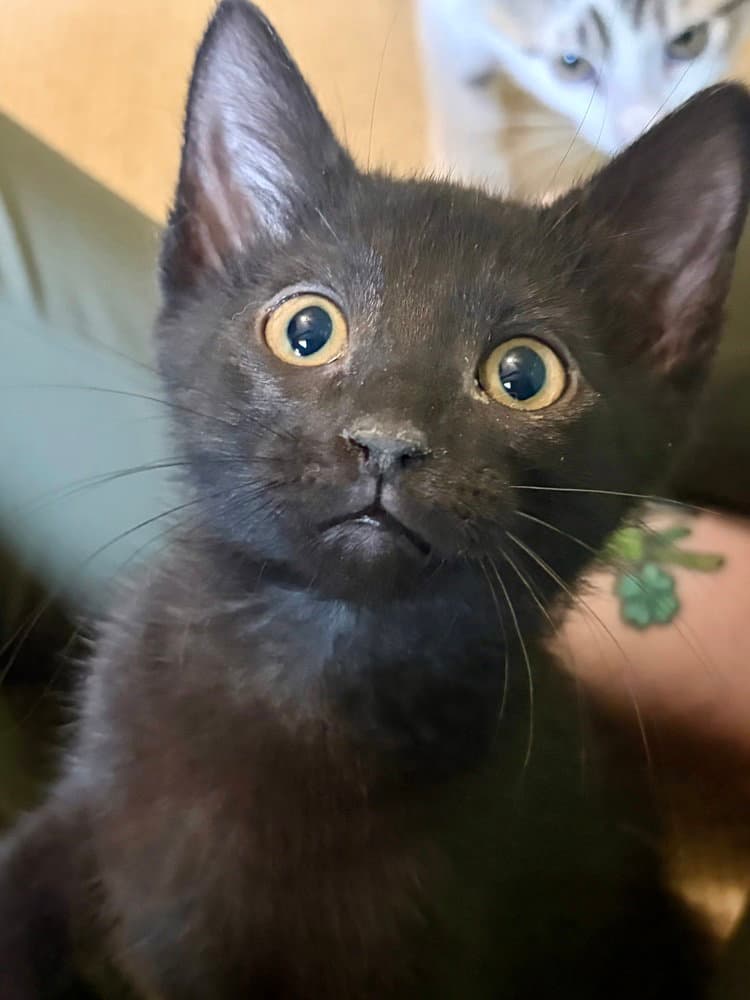 Smee - Domestic Short Hair