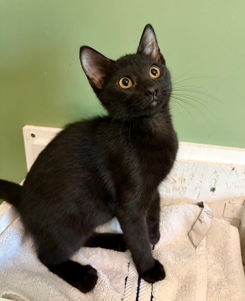 Smee - Domestic Short Hair