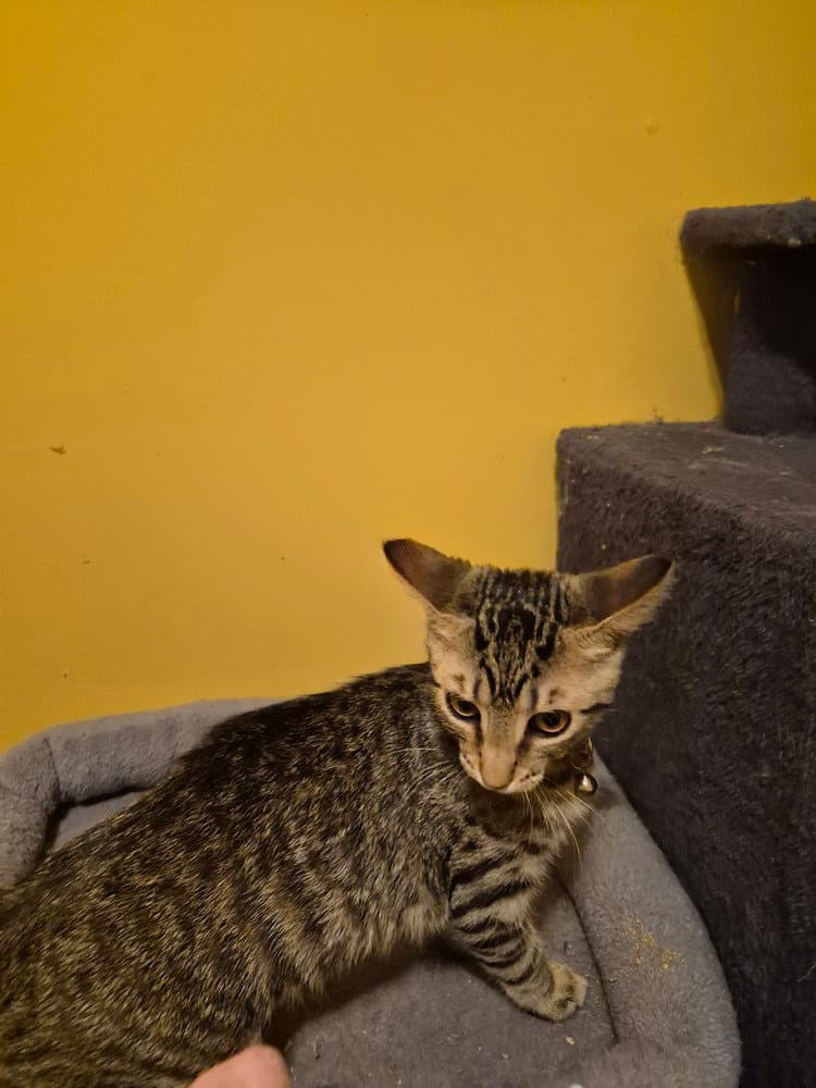 Roquefort - Domestic Short Hair