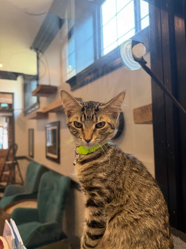 Roquefort - Domestic Short Hair
