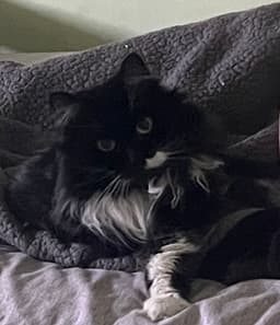 Molly image 1