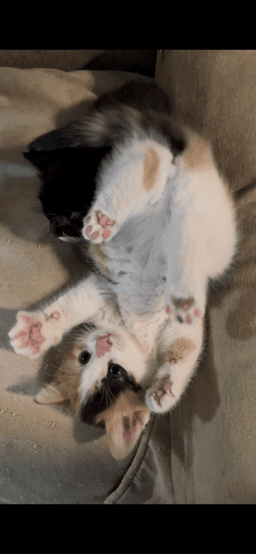 Holly image 2