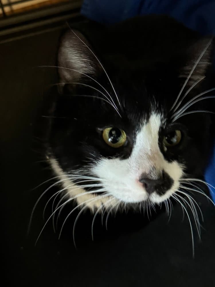 Tux - Domestic Short Hair