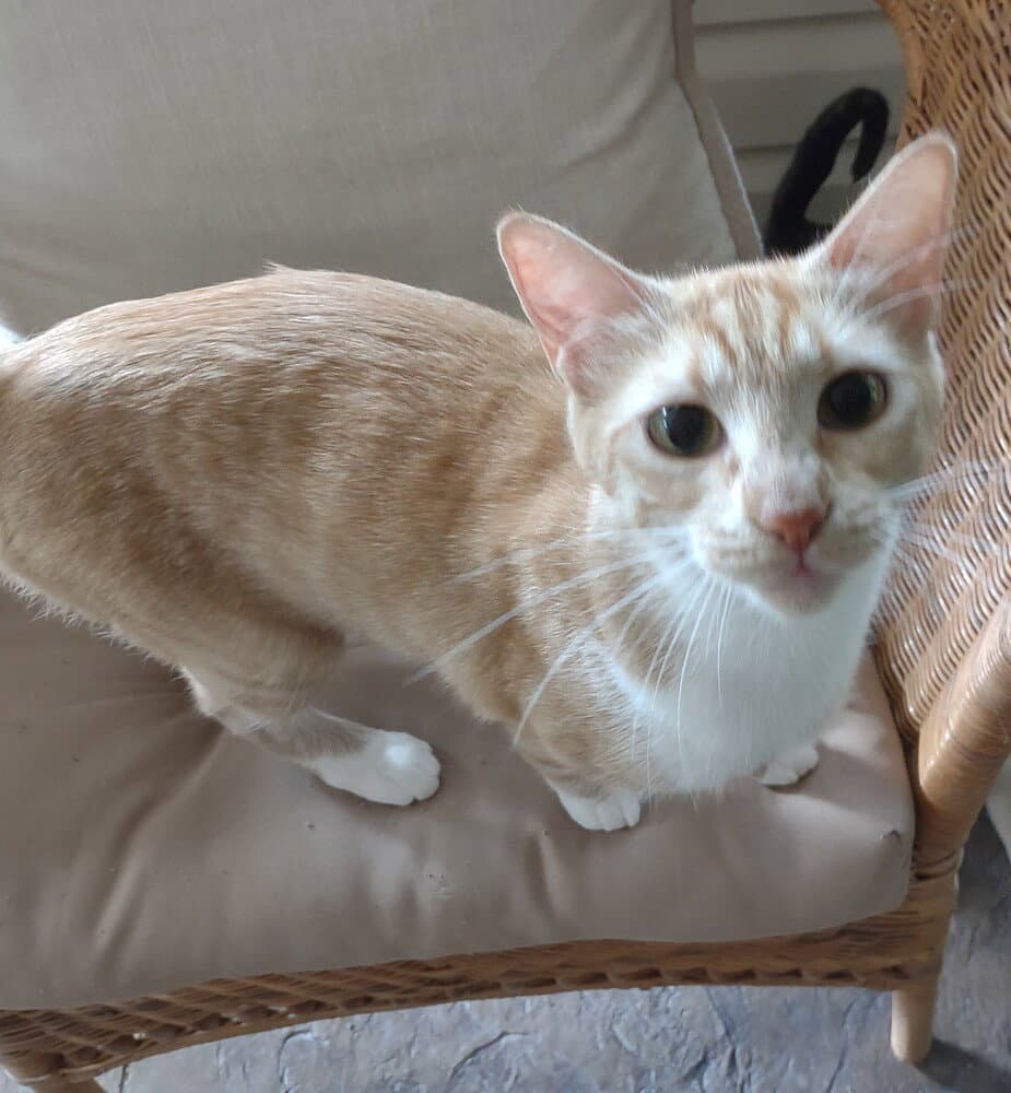 Tink Tinkerbell - Domestic Short Hair
