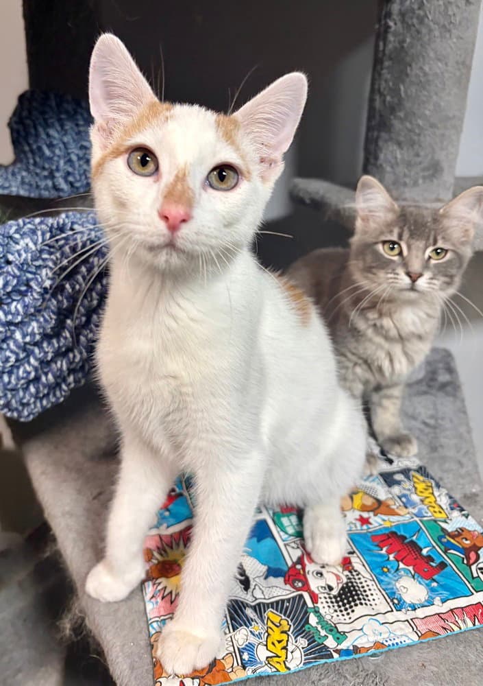 Jack - Domestic Short Hair