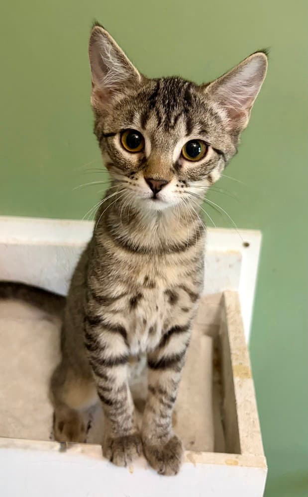 Tinkerbell - Domestic Short Hair