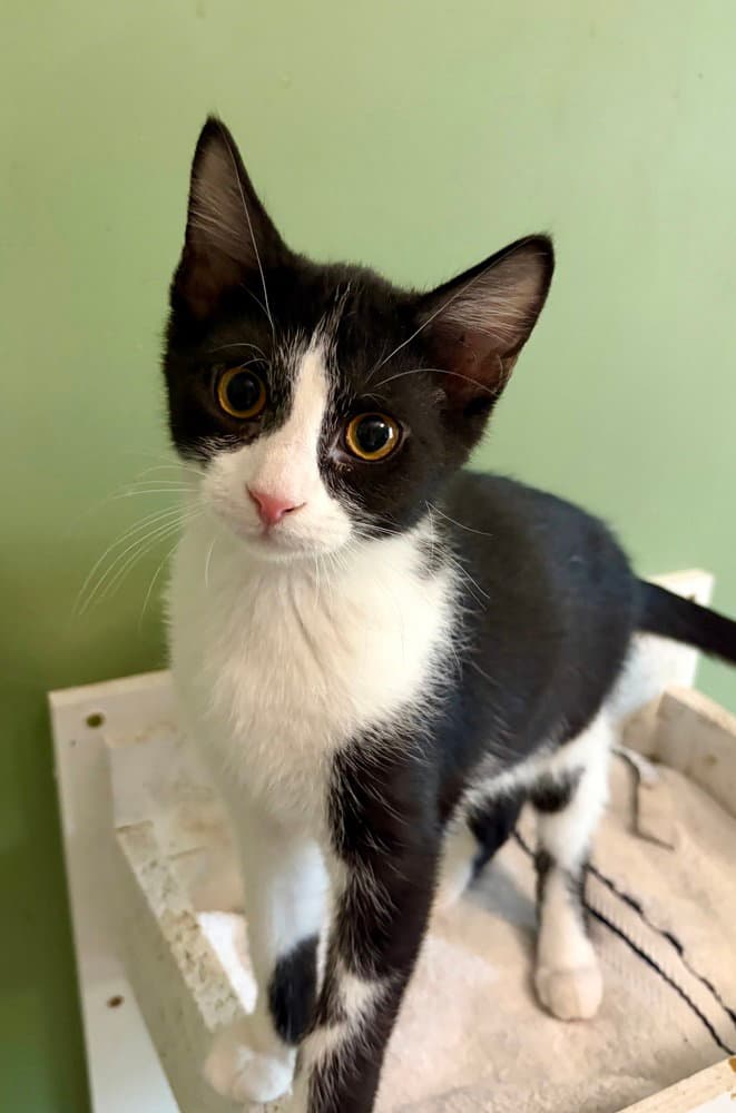 Hook - Domestic Short Hair