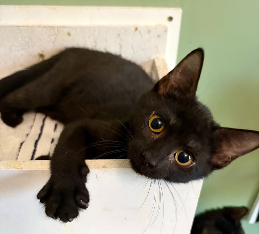 Wendy - Domestic Short Hair