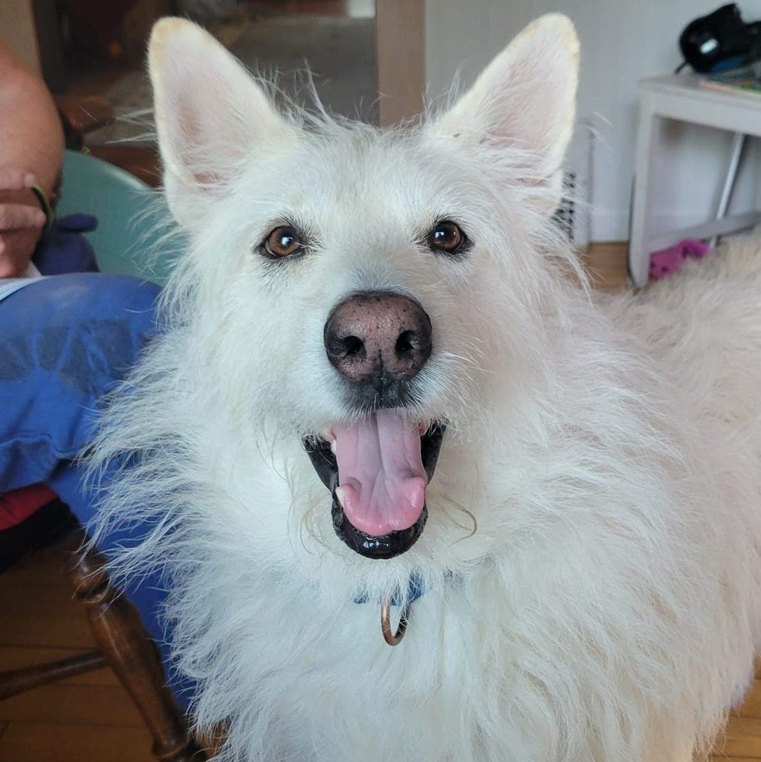 Polar - Terrier