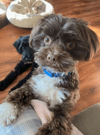 Wilson - Havanese
