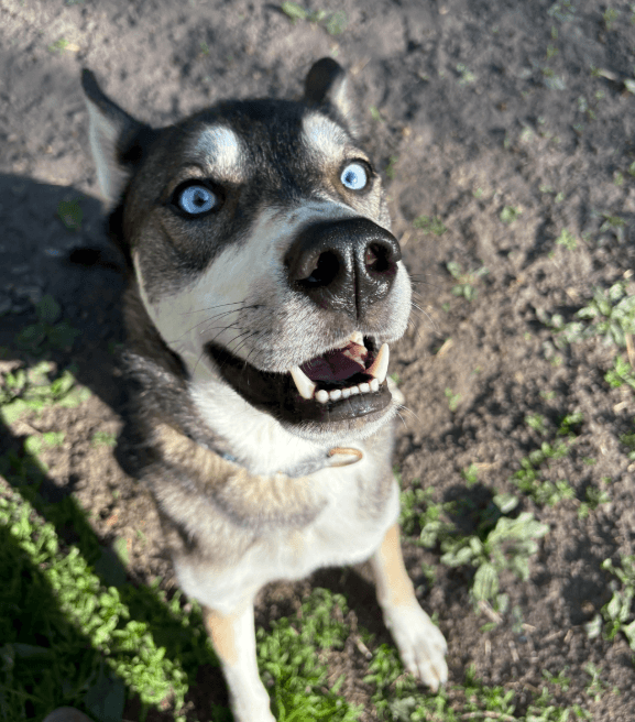 Niles - Shepherd