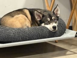 Niles image 2
