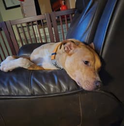 Boomer Jr image 1