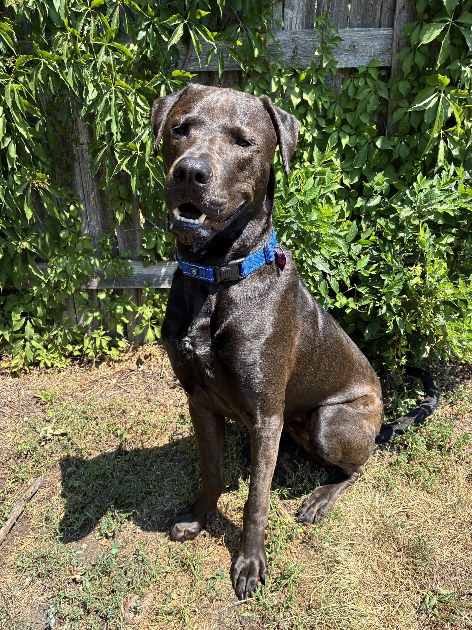 Beau - Labrador Retriever