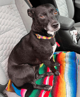 Zoe image 2