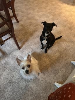 Zoe image 4