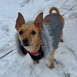 Maggie image 4