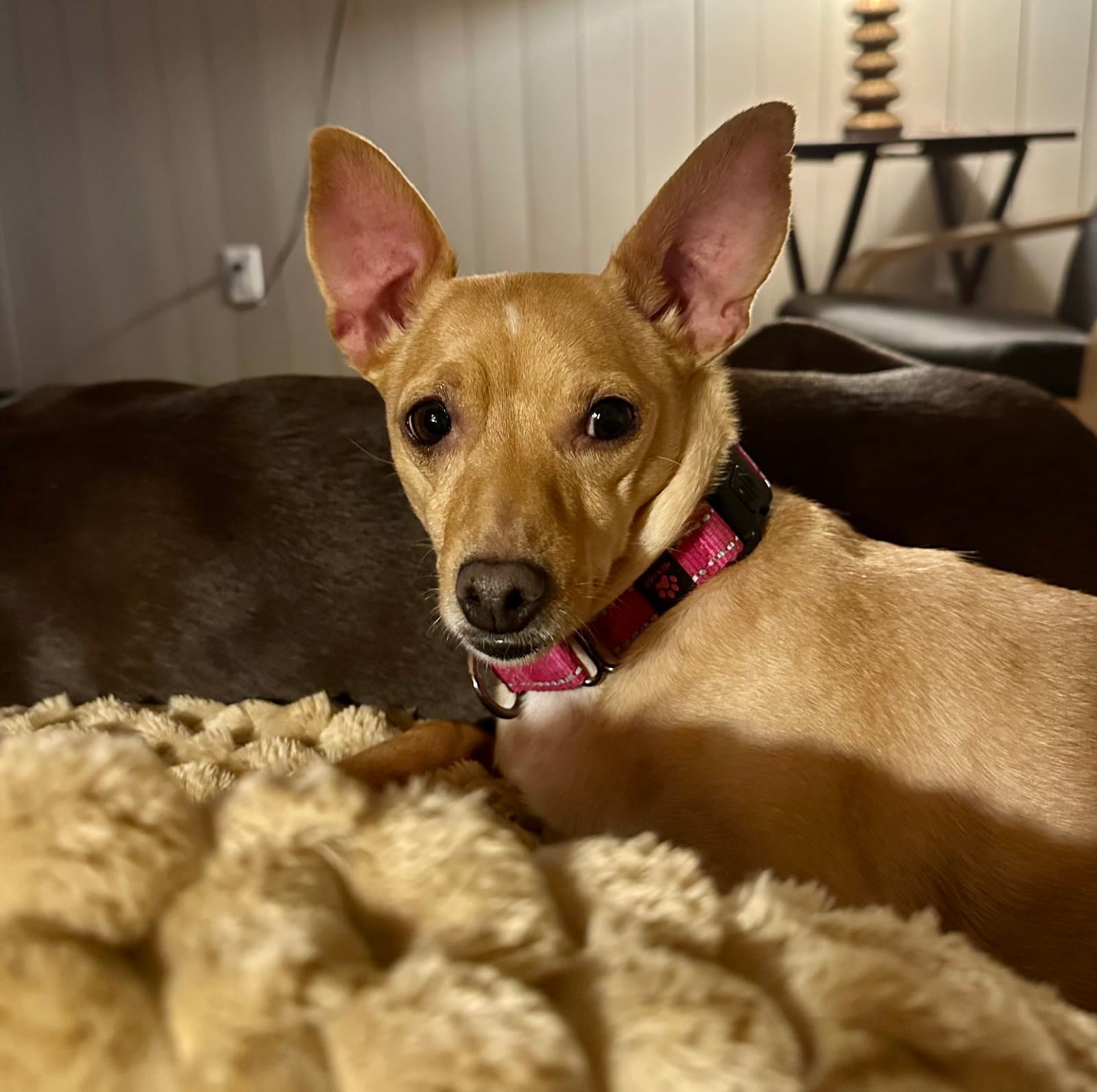 Maggie - Chihuahua