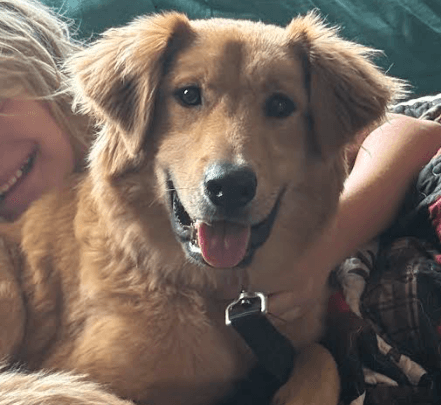Miller - Golden Retriever