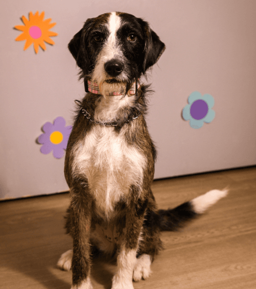 Layla - Terrier