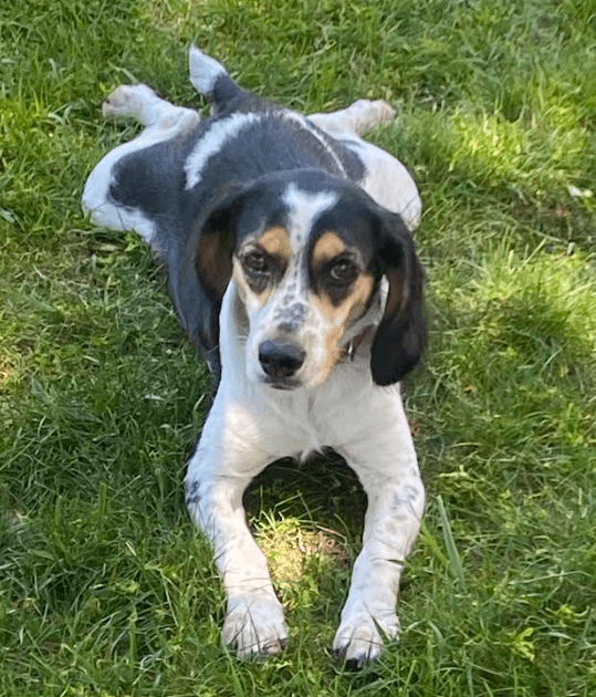 Mia - Beagle