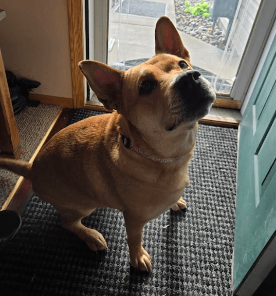 Ethel - Terrier
