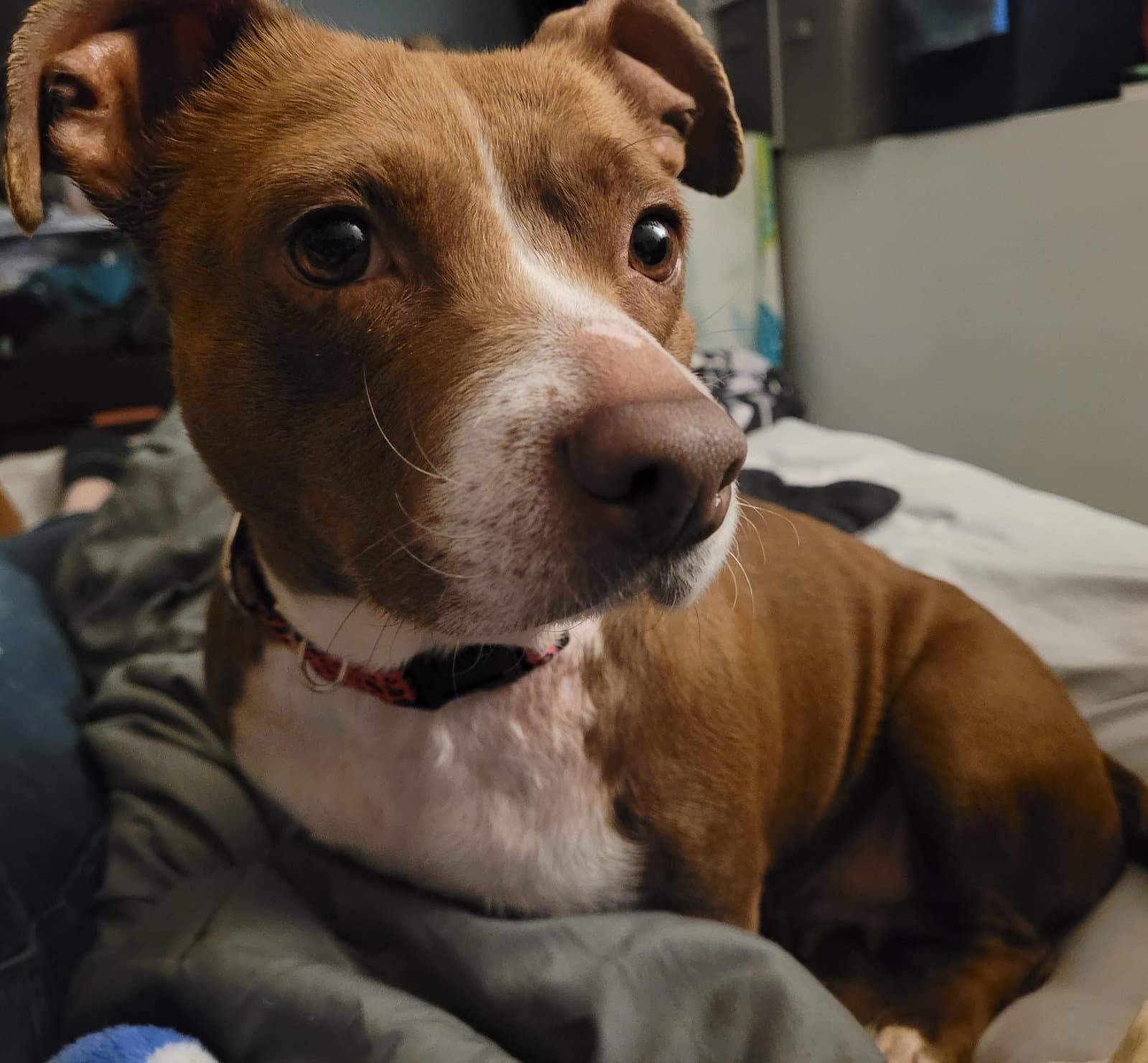 Lucita - Dachshund