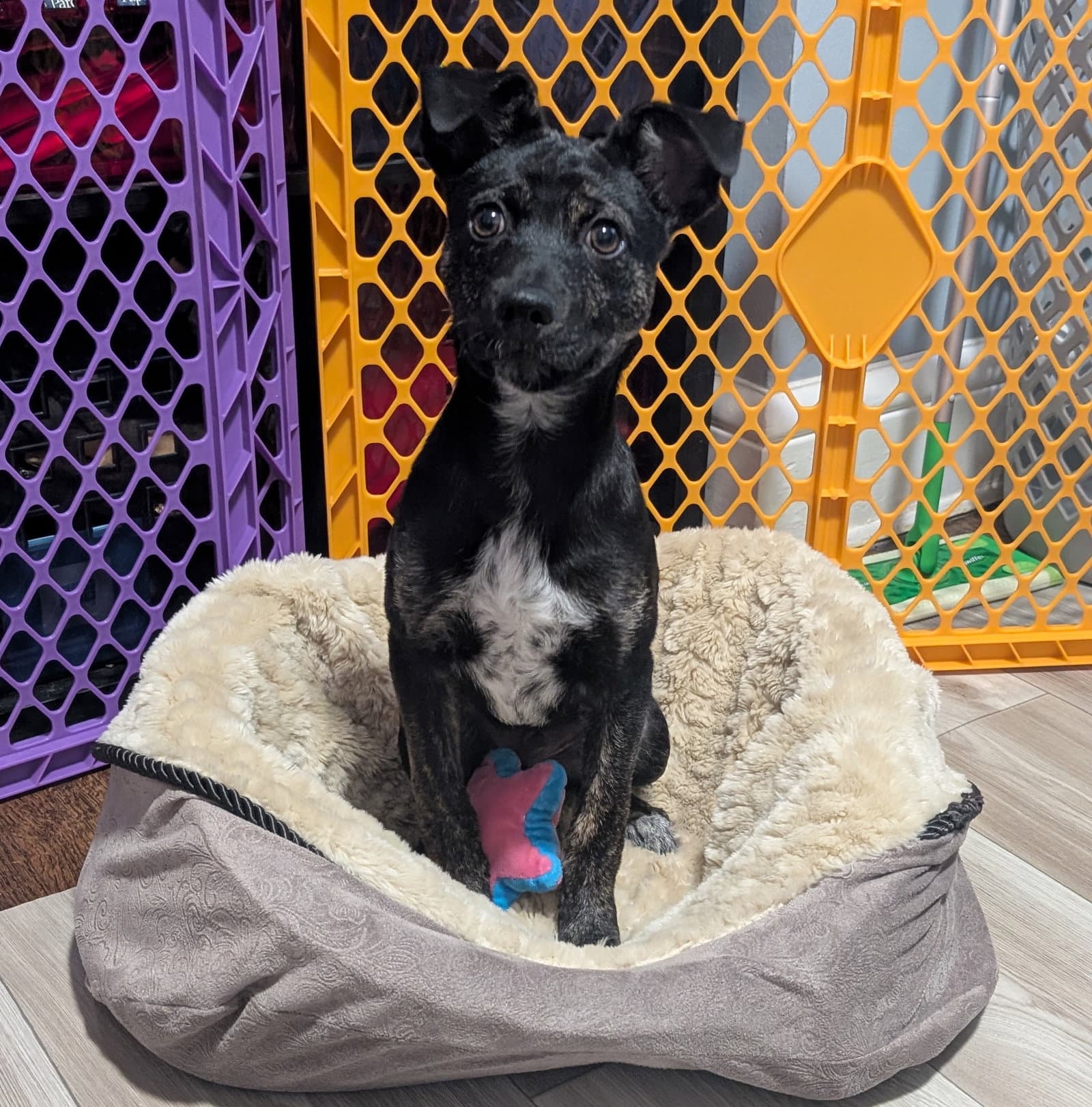 Blaze - Terrier