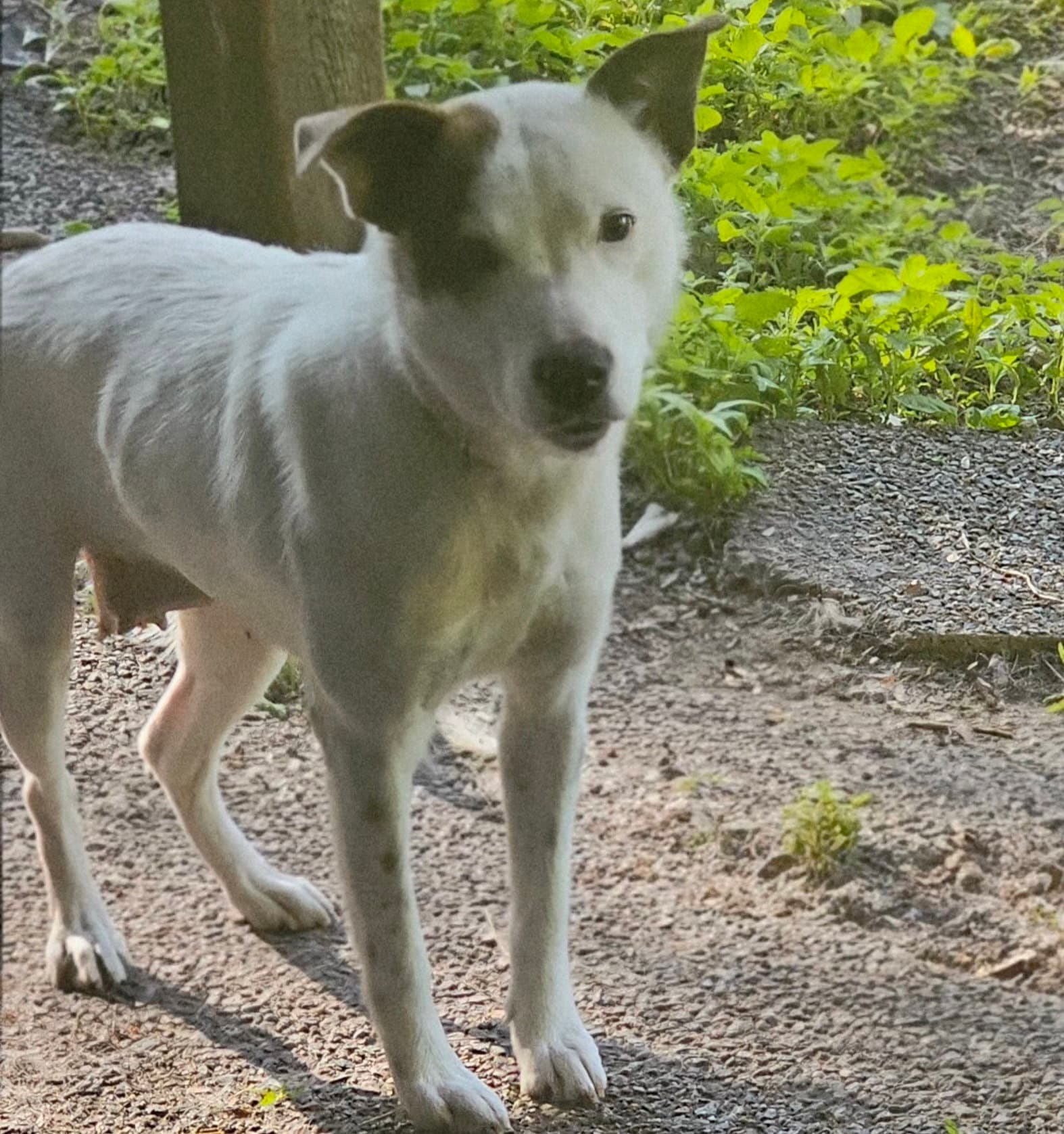 Stacy - Australian Cattle Dog/Blue Heeler